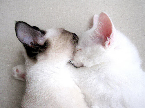 球队战术研究报告:防守体系成为制胜关键,球队防守效率排行榜