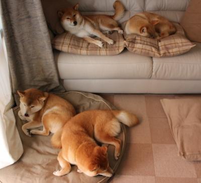 红牛战术调度成功背后隐藏的秘密,红牛特技