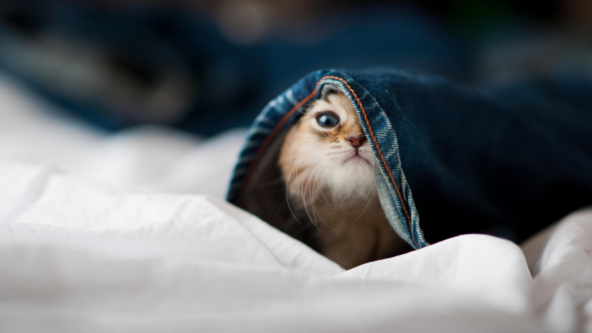 赛事报道：知名记者带你全景了解比赛背后故事，赛事活动背后的人物是谁