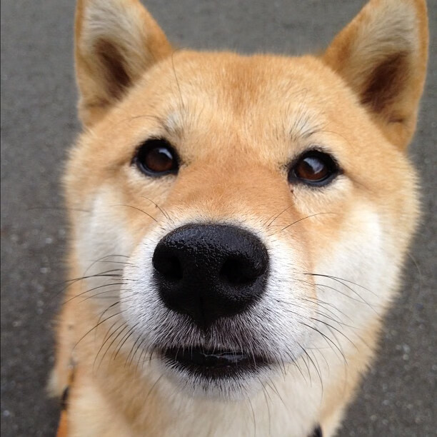 山东泰山赛季目标锁定冠军，山东泰山新赛季赛程