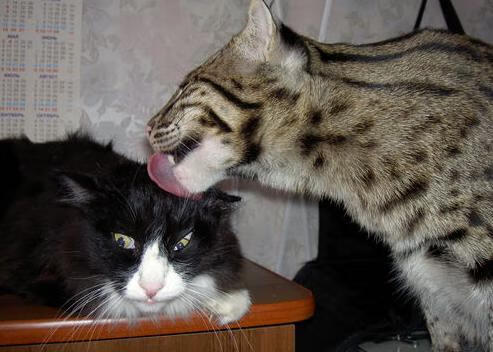 爱游戏直播-是否应设立球员评选月度口碑榜，最有价值球员评选标准