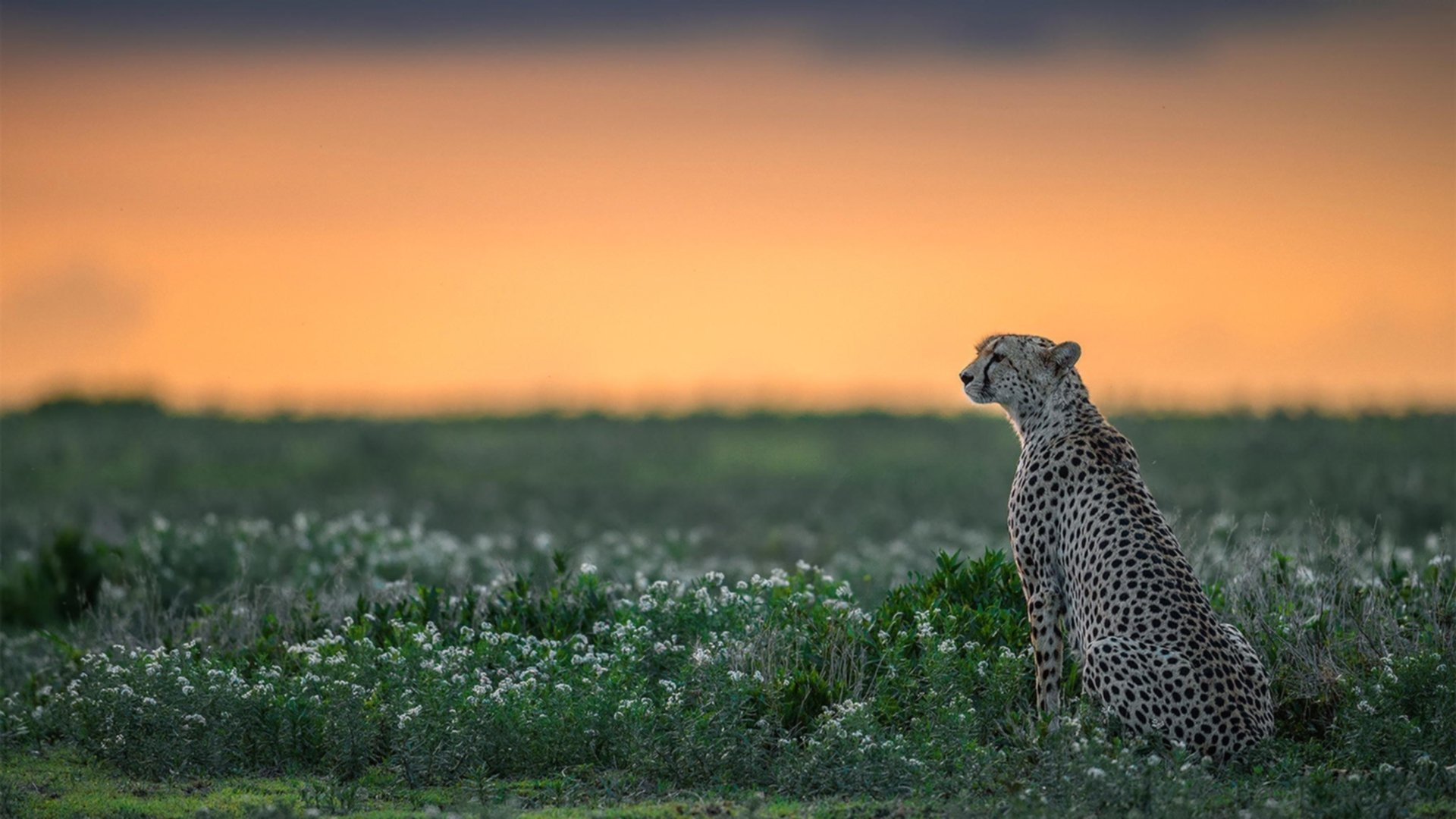 朗斯能否延续上赛季的黑马姿态,朗斯怎么样