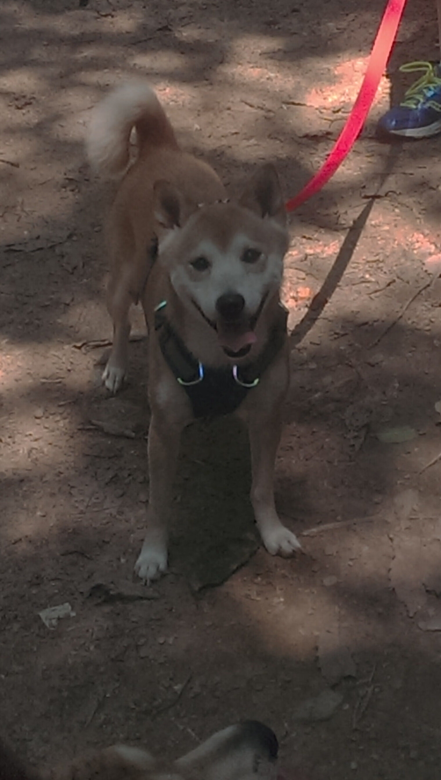 英超“榜首 showdown”：曼城与阿森纳争锋，赛季走向是否会改变？