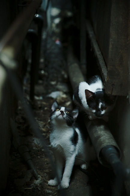 英超球队采用AI技术监测比赛中体能消耗曲线，英超球员身体素质