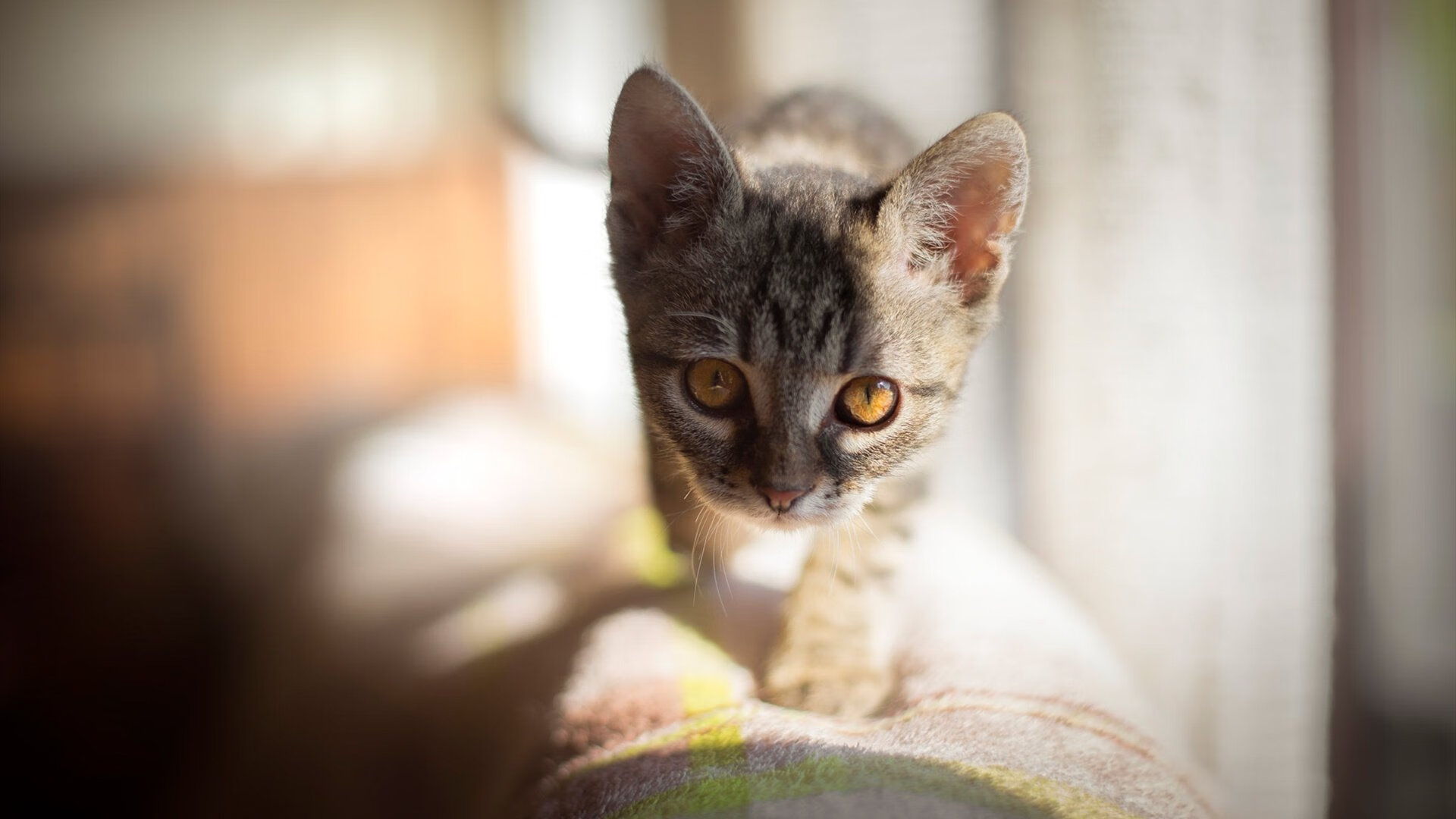 “家庭出动！香港牛仔3K亲子跑等你来挑战”